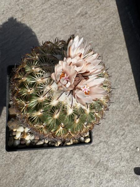 Gymnocactus ysabelae